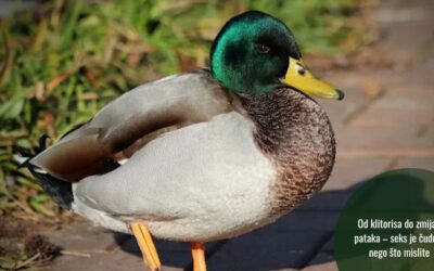 Koevolucija strasti: kako je evolucija seks učinila mnogo zanimljivijim nego što mislimo