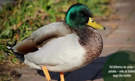 Koevolucija strasti: kako je evolucija seks učinila mnogo zanimljivijim nego što mislimo