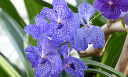 Evolucija ljepote: orhideje