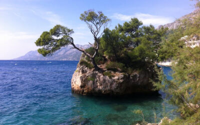 Meet Beautiful Mediterranean Littoral Plants