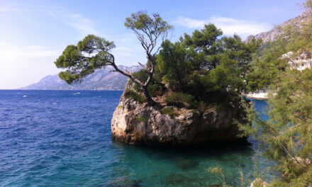 Meet Beautiful Mediterranean Littoral Plants