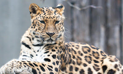 Važnost modernih zoo-vrtova u konzervacijskoj biologiji