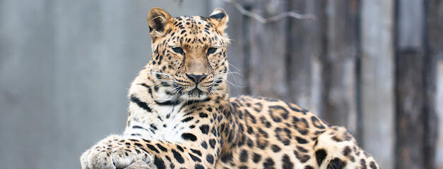 Važnost modernih zoo-vrtova u konzervacijskoj biologiji
