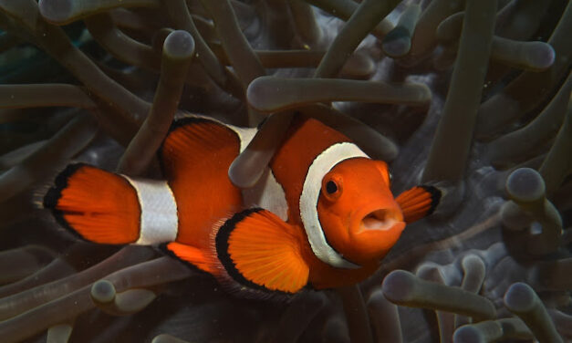 Sex and Gender in the Animal Kingdom