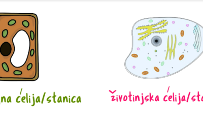 Biljna i životinjska stanica