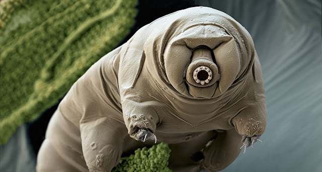 Zašto nam tardigrade trebaju biti zanimljive? Ček, šta su uopšte tardigrade?