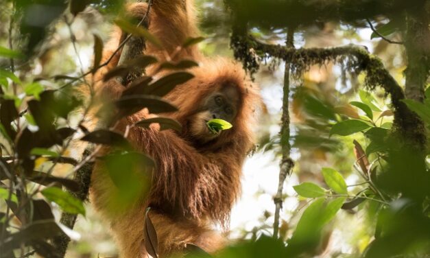 Nova vrsta orangutana