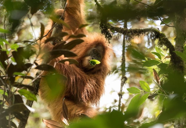 Nova vrsta orangutana