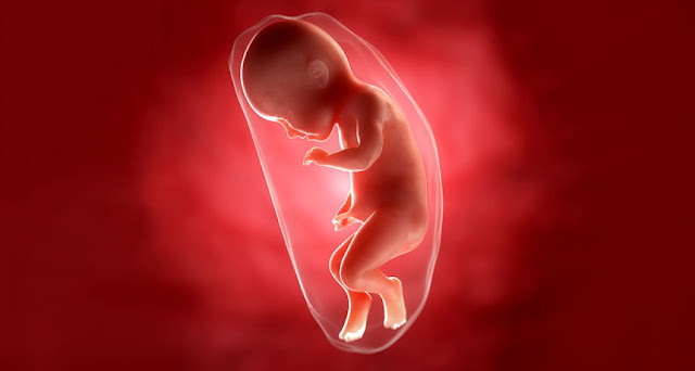 Evolucija trudnoće: inflamacija i implantacija