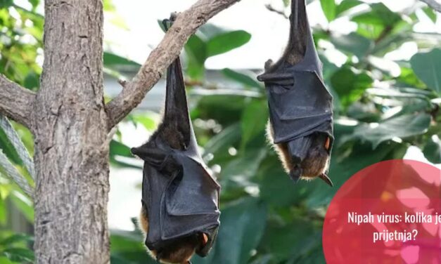 Nova pošast: Nipah virus