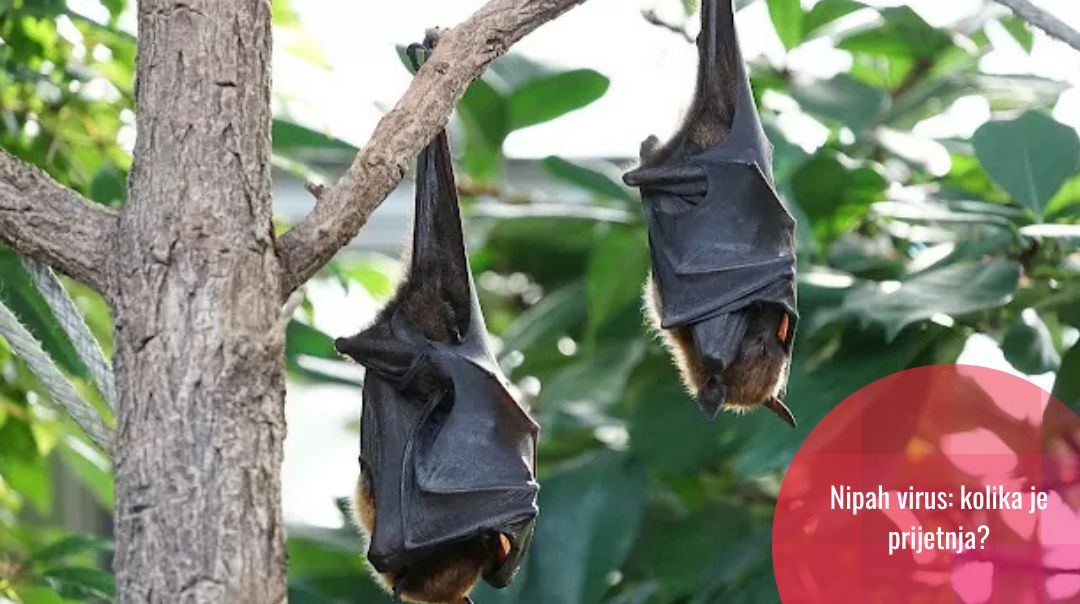 Nova pošast: Nipah virus