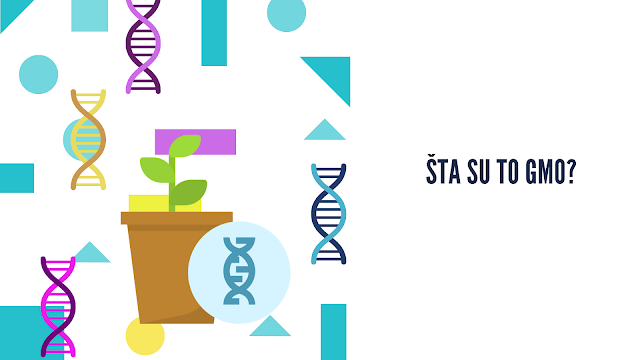 Genetički modificirani organizmi – GMO