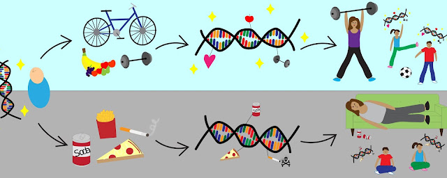 DNK nije sudbina: još o epigenetici