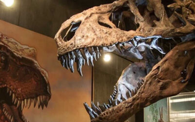 Scotty,  najveći fosil T-rexa ikad otkriven