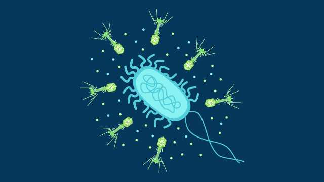 Bakteriofagi umjesto antibiotika?