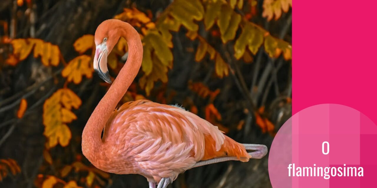 F**king absolutely fabulous: flamingosi