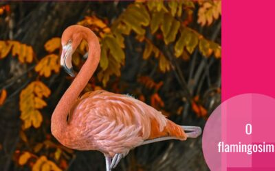 F**king absolutely fabulous: flamingosi