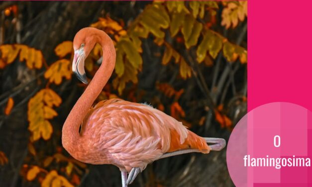 F**king absolutely fabulous: flamingosi