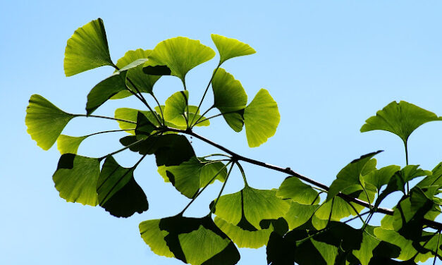 Besmrtna stabla: Ginkgo biloba