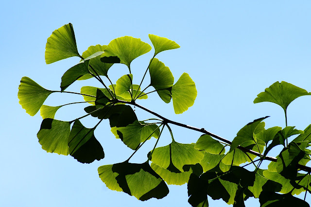 Besmrtna stabla: Ginkgo biloba