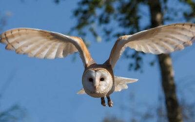 The Barn Owl: A Predator and a Diplomat