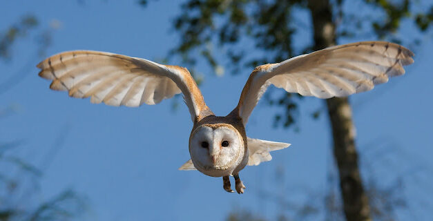 The Barn Owl: A Predator and a Diplomat