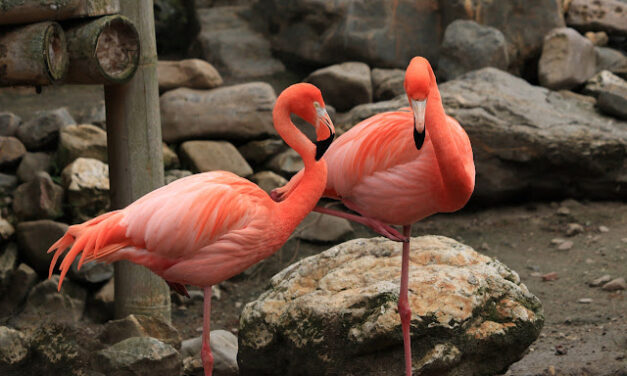 Društveno ponašanje flamingosa: stvaraju prijatelje, ali i neprijatelje