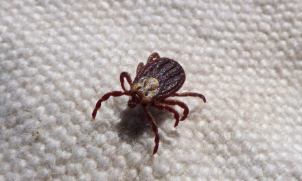 Borba za vakcinu protiv lajmske bolesti