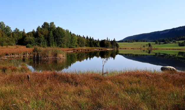 Obnavljanjem divljine do smanjenja posljedica klimatskih promjena