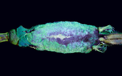 Čudnovati kljunaš postaje još čudniji: svijetli fluorescentno
