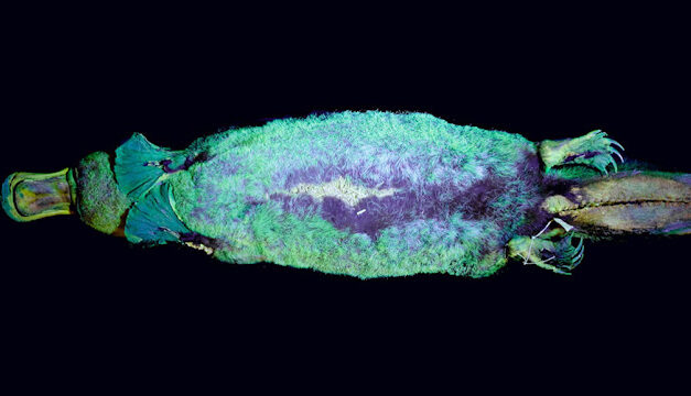 Čudnovati kljunaš postaje još čudniji: svijetli fluorescentno