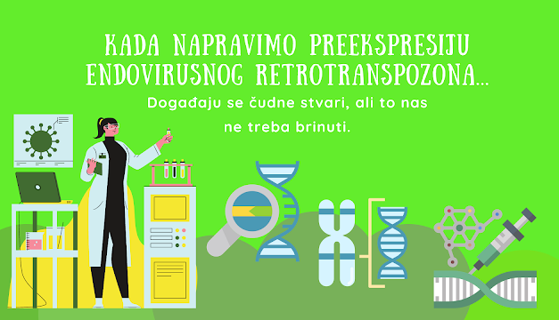 RNK virusa SARS-CoV-2 se može ugraditi u ljudsku DNK, ali samo pod vrlo rijetkim i specifičnim laboratorijskim uslovima