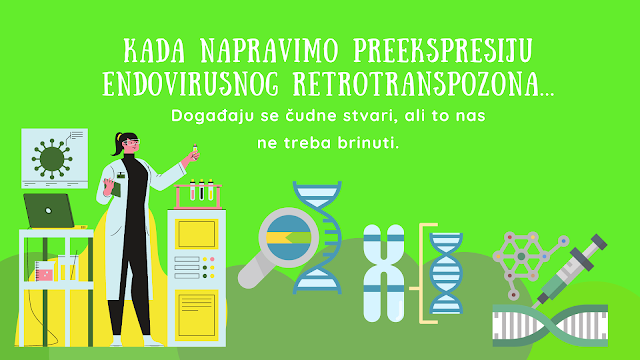 RNK virusa SARS-CoV-2 se može ugraditi u ljudsku DNK, ali samo pod vrlo rijetkim i specifičnim laboratorijskim uslovima