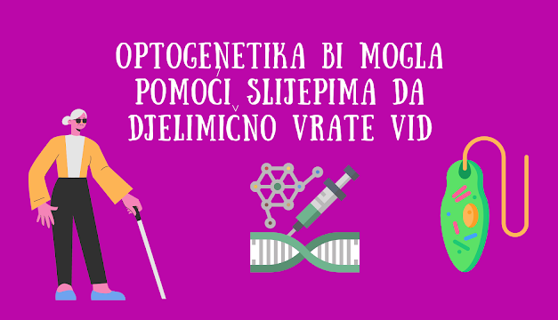 Optogenetika djelimično vratila vid slijepoj osobi