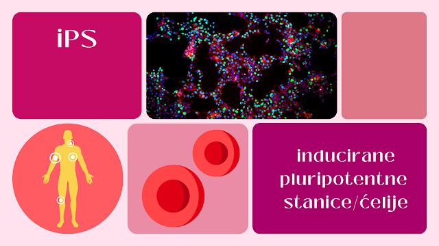 Šta su to inducirane pluripotentne stanice (iPS)?