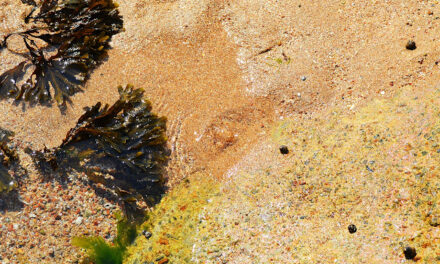 Brom u živim bićima