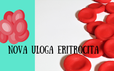 Moguća imunološka uloga eritrocita