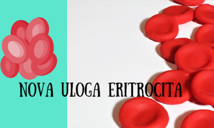Moguća imunološka uloga eritrocita