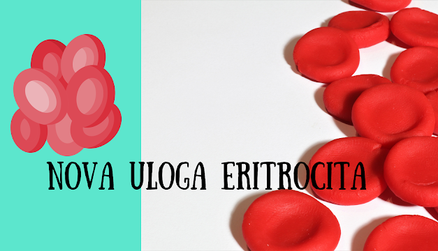 Moguća imunološka uloga eritrocita