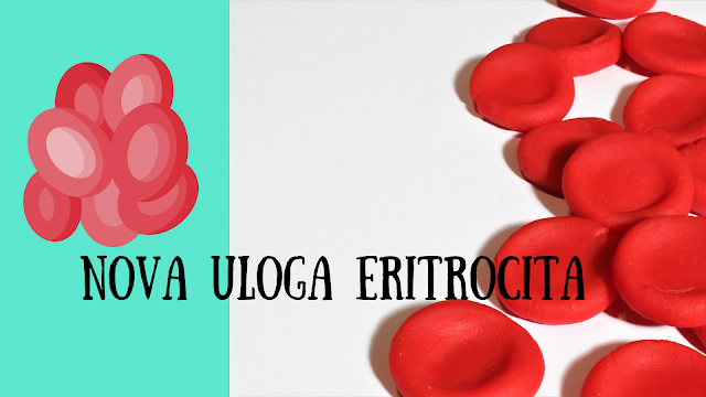 Moguća imunološka uloga eritrocita