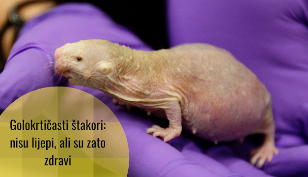 Golokrtičasti štakori: em dugovječni, em nisu skloni raku – genetičke i epigenetičke tajne čudne životinje