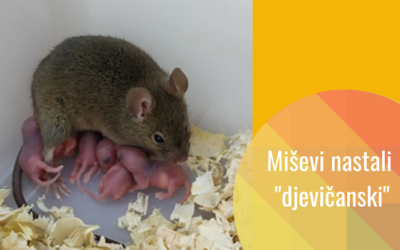 Miševi nastali partenogenezom: uređivanje epigenetičkih mehanizama