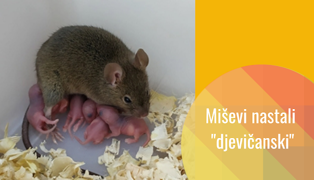 Miševi nastali partenogenezom: uređivanje epigenetičkih mehanizama