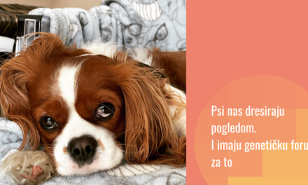 Kako su psi evoluirali da komuniciraju s nama i prave one izraze lica (ili “kako su psi ukrali naša srca”)