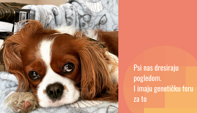 Kako su psi evoluirali da komuniciraju s nama i prave one izraze lica (ili “kako su psi ukrali naša srca”)