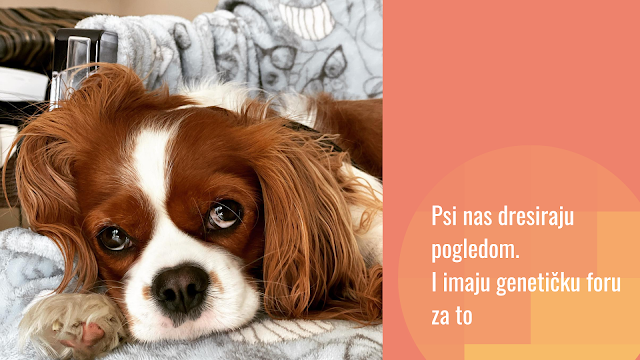 Kako su psi evoluirali da komuniciraju s nama i prave one izraze lica (ili “kako su psi ukrali naša srca”)