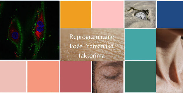 Podmlađivanje kože: naučnici okrenuli epigenetički sat za 30 godina