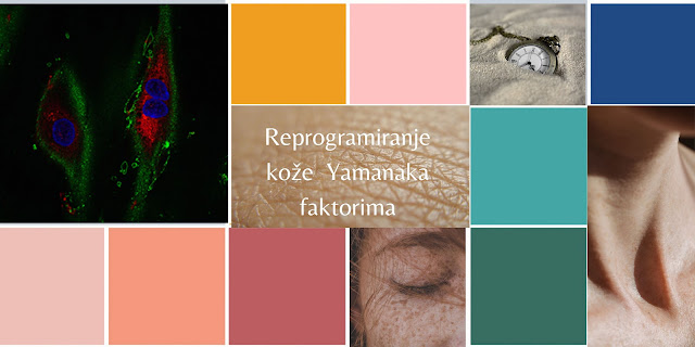 Podmlađivanje kože: naučnici okrenuli epigenetički sat za 30 godina