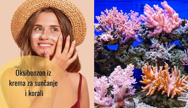 Oksibenzon, sastojak krema za sunčanje se pretvara u toksičnu tvar za anemone i korale. Naučnici sada znaju kako.