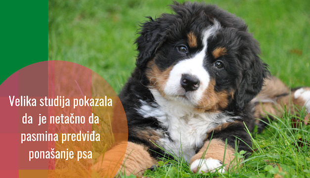 Pasmina nije dobar prediktor ponašanja pasa